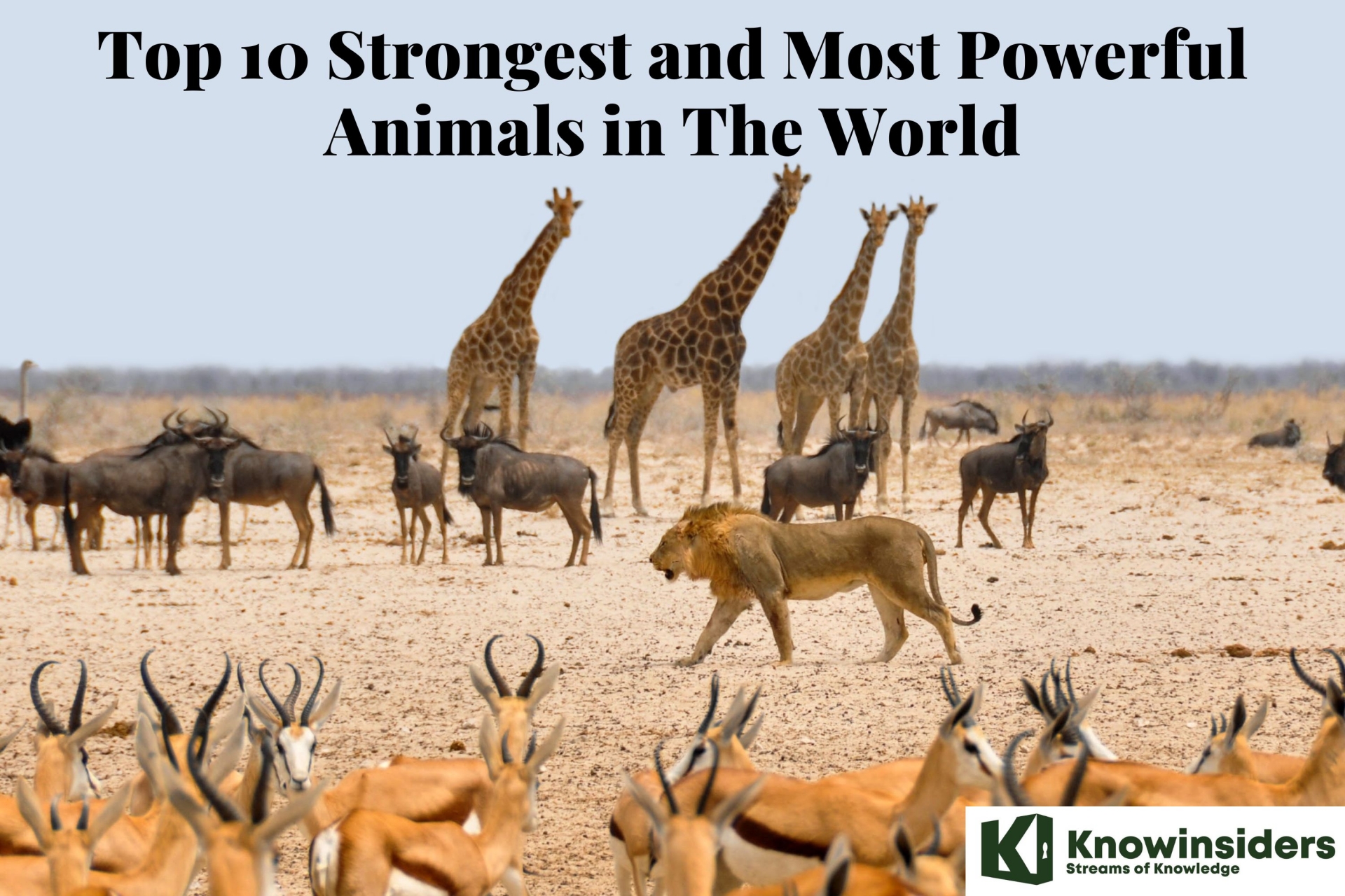10 Strongest and Most Powerful Animals in The World | KnowInsiders
