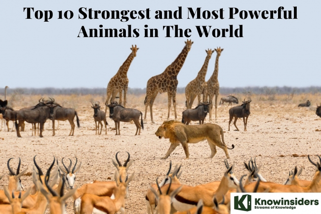 10 Strongest and Most Powerful Animals in The World