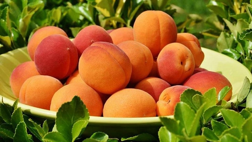Fact-Check: Peaches Are the Best Fruit to Prevent and Treat Cancer