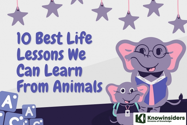 10 Best Life Lessons We Can Learn From Animals