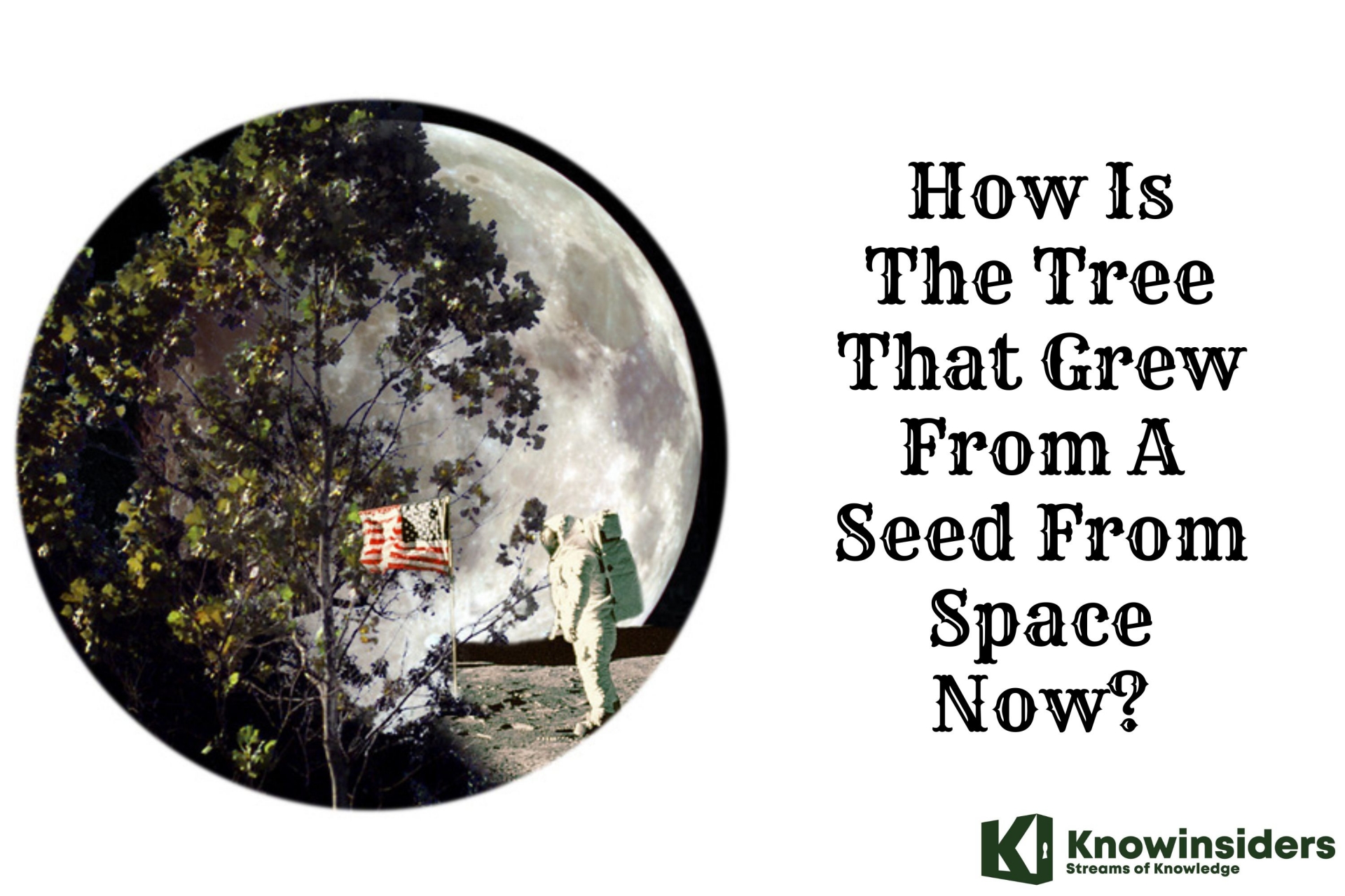 How Is The Tree That Grew From A Seed From Space Now?