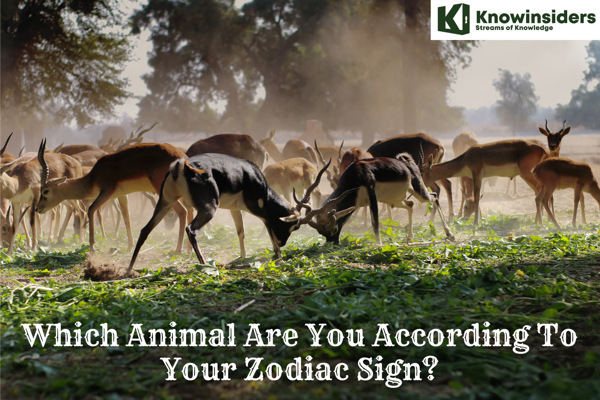 Which Animal Are You According To Zodiac Sign? | KnowInsiders