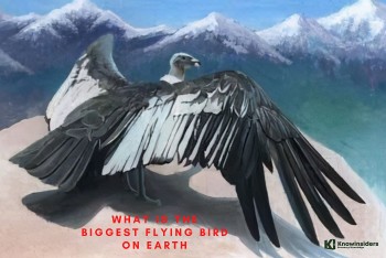 What Is The Biggest Flying Bird On Earth