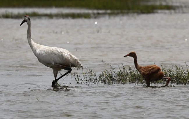 Facts About Whooping Cranes - Tallest and Rarest Birds In North America