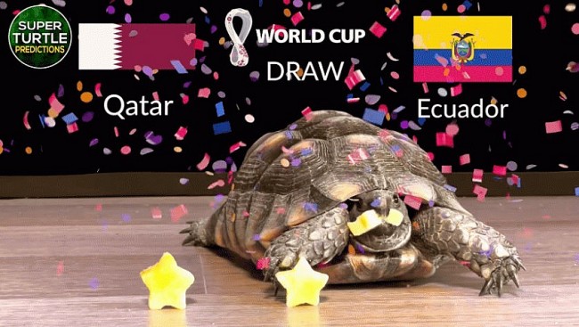 Super Turtle Predicts the Opening Match of the World Cup 2022: Terrible News for Qatar