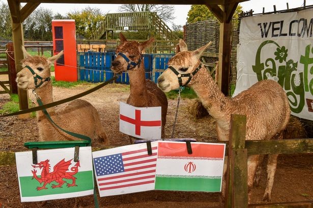 Prophetic Animals Predict England vs Wales At World Cup 2022