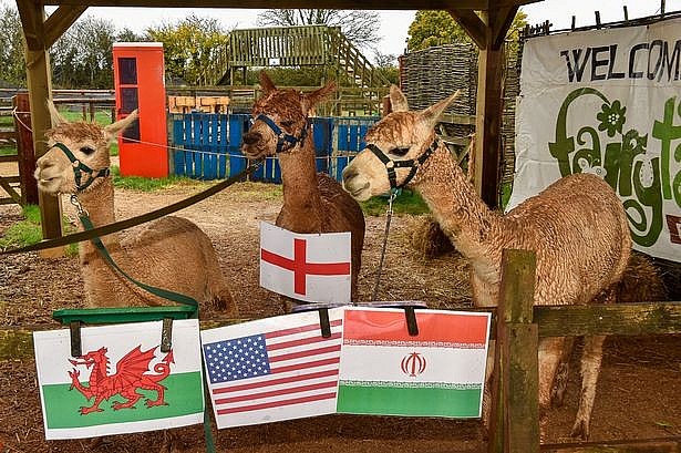 Prophetic Animals Predict England vs Wales At World Cup 2022