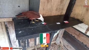 World Cup Prediction: Super Turtle and Eage Predict Mexico Will Beat Poland