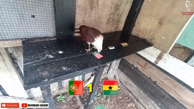 World Cup Prediction: Super Turtle and Eagle Predict Portugal vs Ghana