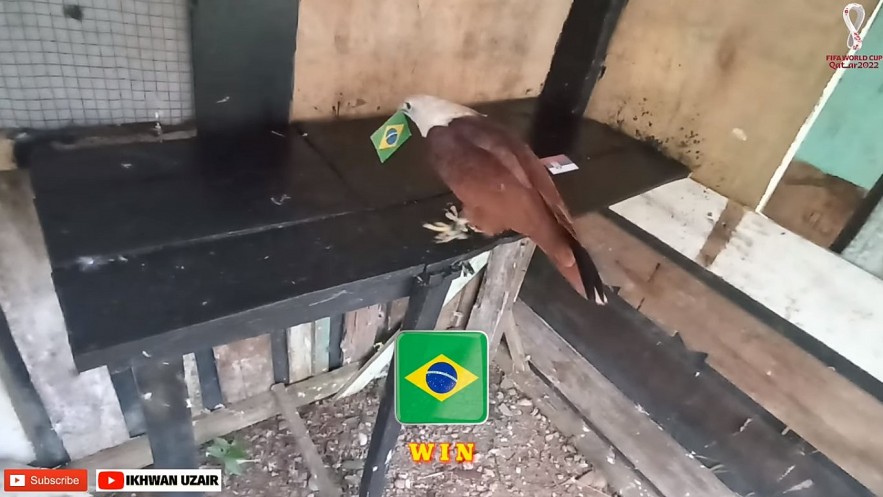 Super Animals Believe Serbia Will Be Defeated By Brazil At World Cup 2022
