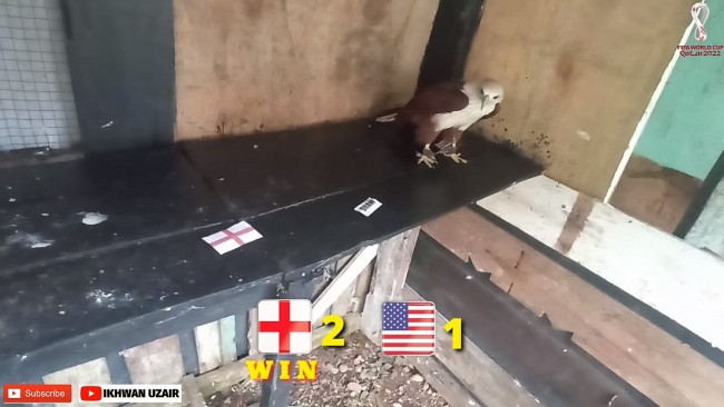 World Cup Prediction: Super Turtle and Eagle Romeo Predict England vs USA