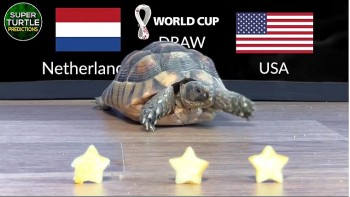 Super Turtle Predicts a Surprise for Netherlands vs USA