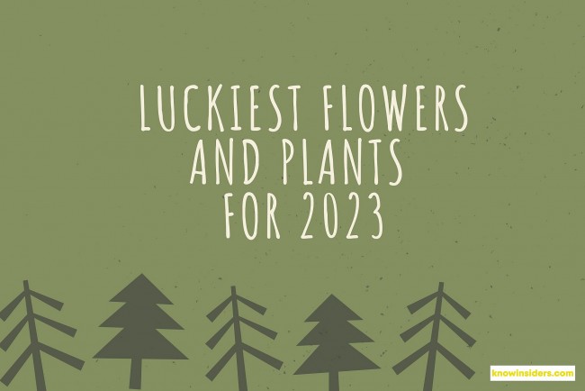 15 Luckiest Flowers And Plants For 2024 by Eastern Fengshui, Astrology