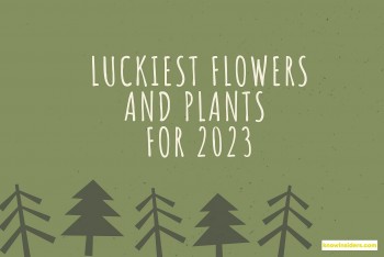 15 Luckiest Flowers And Plants For 2023, According To Astrology