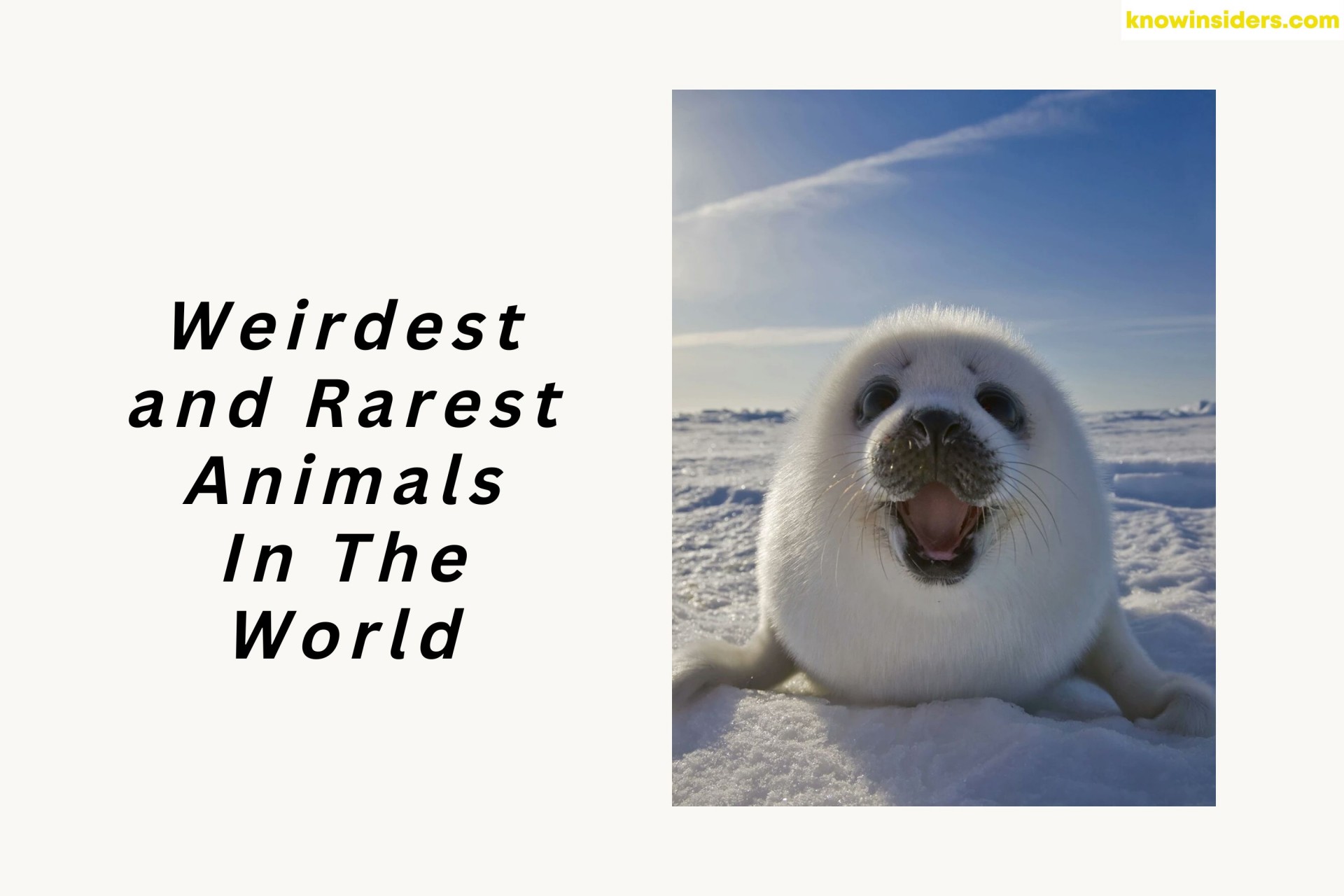 Top 20 Weirdest and Rarest Animals In The World - In Danger of Extinction