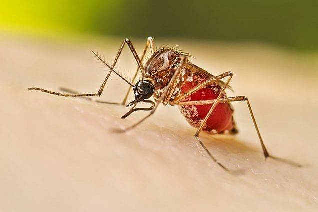 10 Simple Tips To Get Rid Of Mosquitoes Around Your House