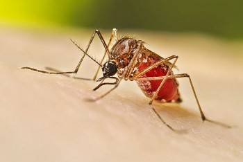 How To Get Rid Of Mosquitoes Around Your House With 10 Simple Tips