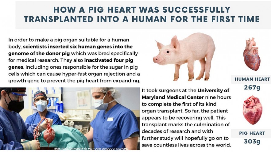 Medical Breakthroughs 2023: Pigs to Humans, Kill Cancer and HIV