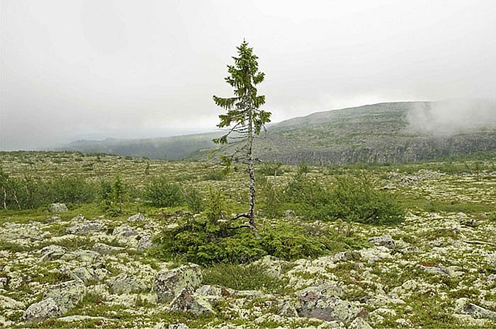 What is Old Tjikko - the Oldest Living Tree in the World - Nearly 9,600 Years Old