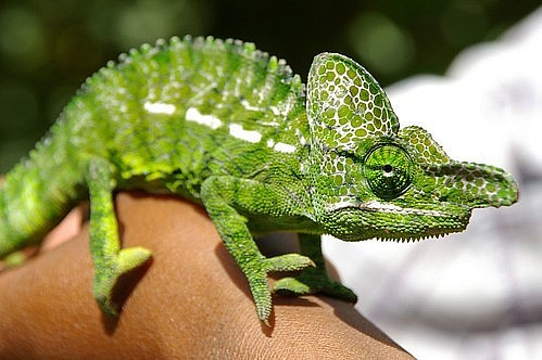 Photo base de données des reptiles