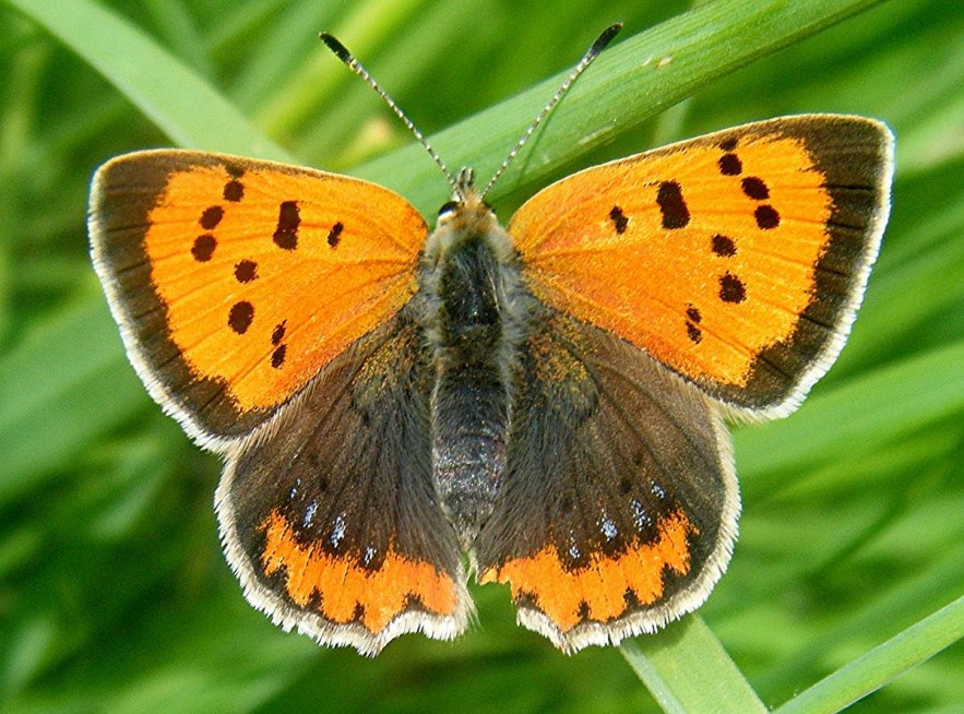 Photo identification des papillons