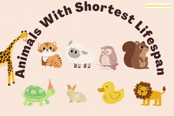 Top 10 Animals With Shortest Lifespan On Earth