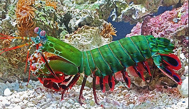 Mantis Shrimp - Most Beautiful Sea Creatures