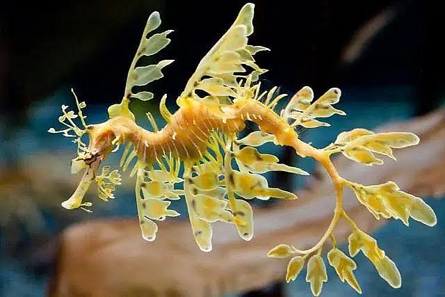 Top Most Beautiful Sea Creatures on the Planet