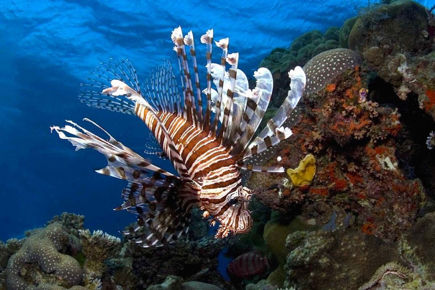 Top 10 Most Beautiful Sea Creatures on the Planet