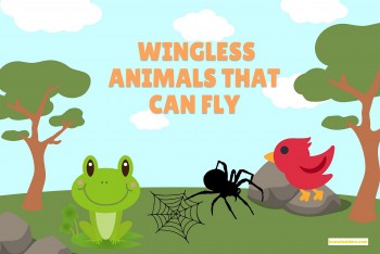 Top 10 Wingless Animals That Can Fly Like Birds