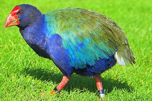 Top 13 Lovely Birds That Can’t Fly and Full List of The Flightless Birds