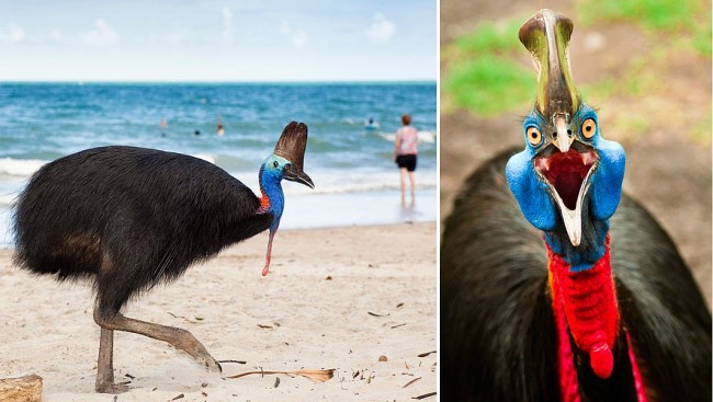 Top 13 Lovely Birds That Can’t Fly and Full List of The Flightless Birds