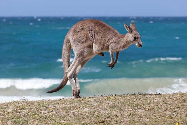 Why Can Kangaroos Jump Non-Stop Without Feeling Tired?