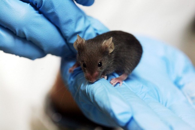 Why Rats Are Used For Scientific Research Worldwide