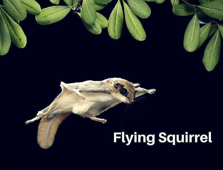 Top 10 Wingless Animals That Can Fly Like Birds