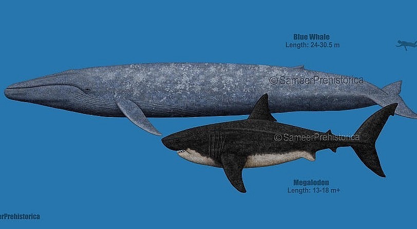 Which Animal Is The Biggest, Heaviest, Tallest on Earth | KnowInsiders