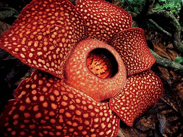Top 15 Rarest Flowers In The World