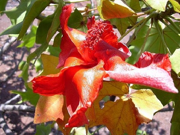 Les 15 fleurs les plus rares du monde