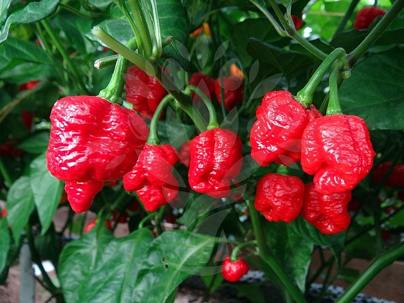 Top 10 Most Spicy Chilli Peppers In The World