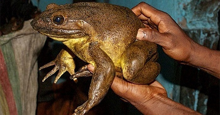 Goliath - the Biggest Frog in the World