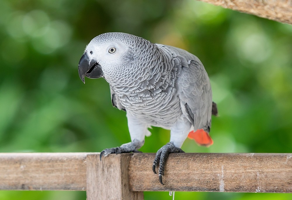 Top 10 Most Intelligent Talking Birds in The World