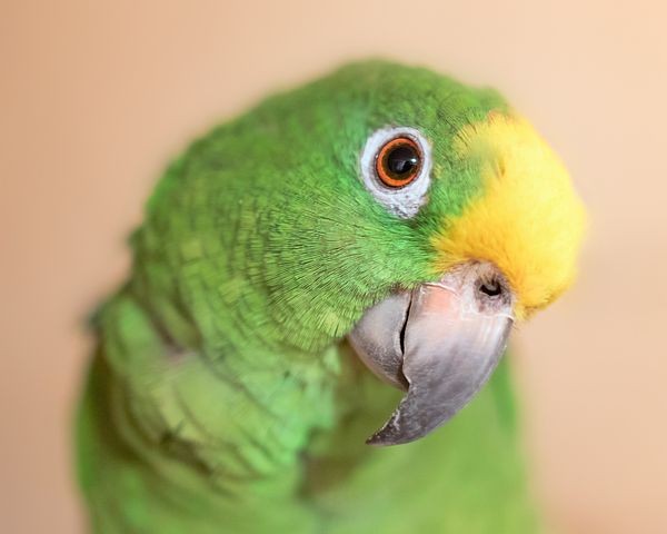 Top 10 Most Intelligent Talking Birds in The World