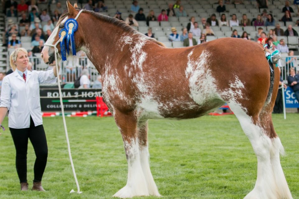 Top 10 Best Horse Breeds In The World | KnowInsiders