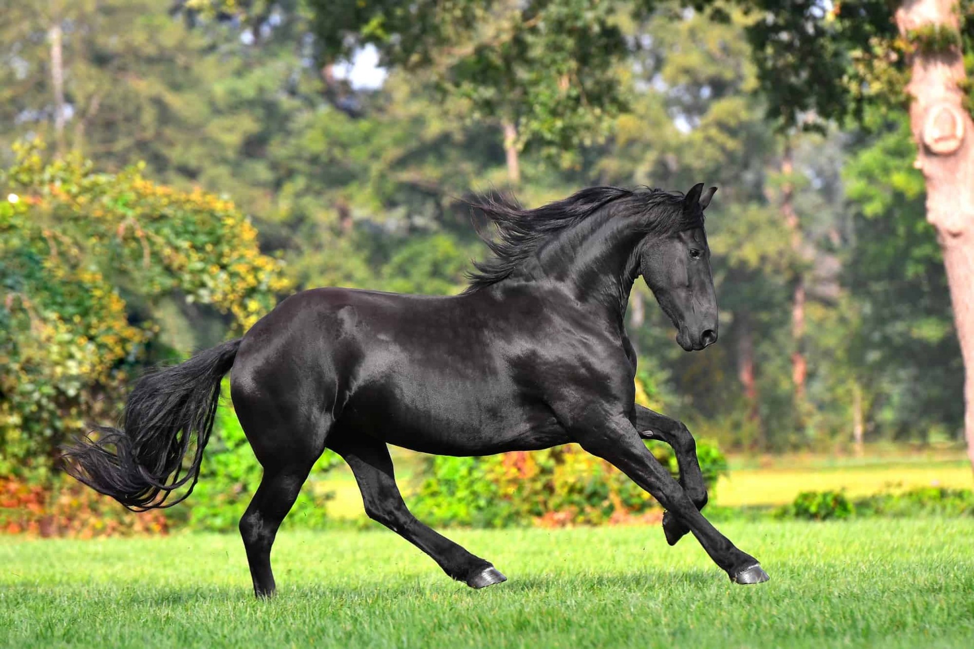 Top 10 Best Horse Breeds in The World