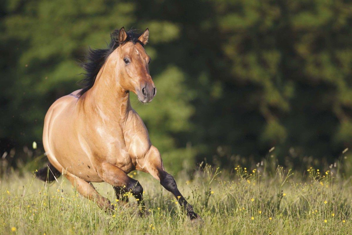 Top 10 Best Horse Breeds in The World