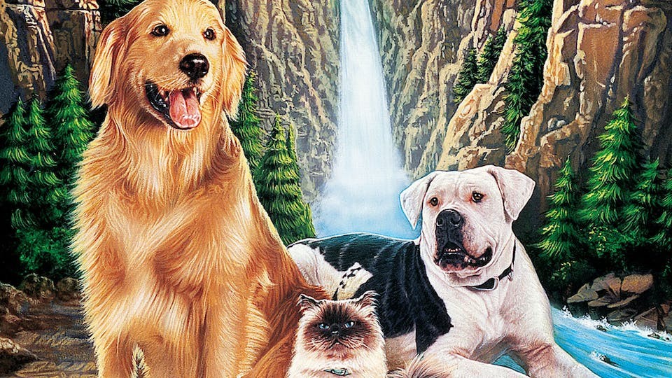 Top 15 des meilleurs films sur les chiens de tous les temps à regarder