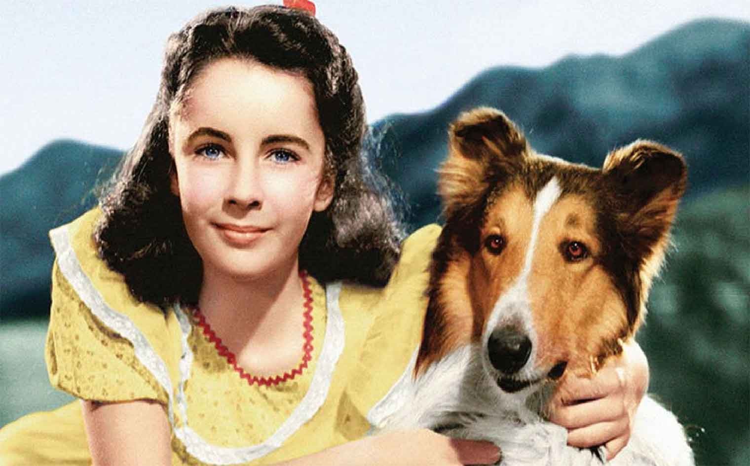 Top 15 des meilleurs films sur les chiens de tous les temps à regarder