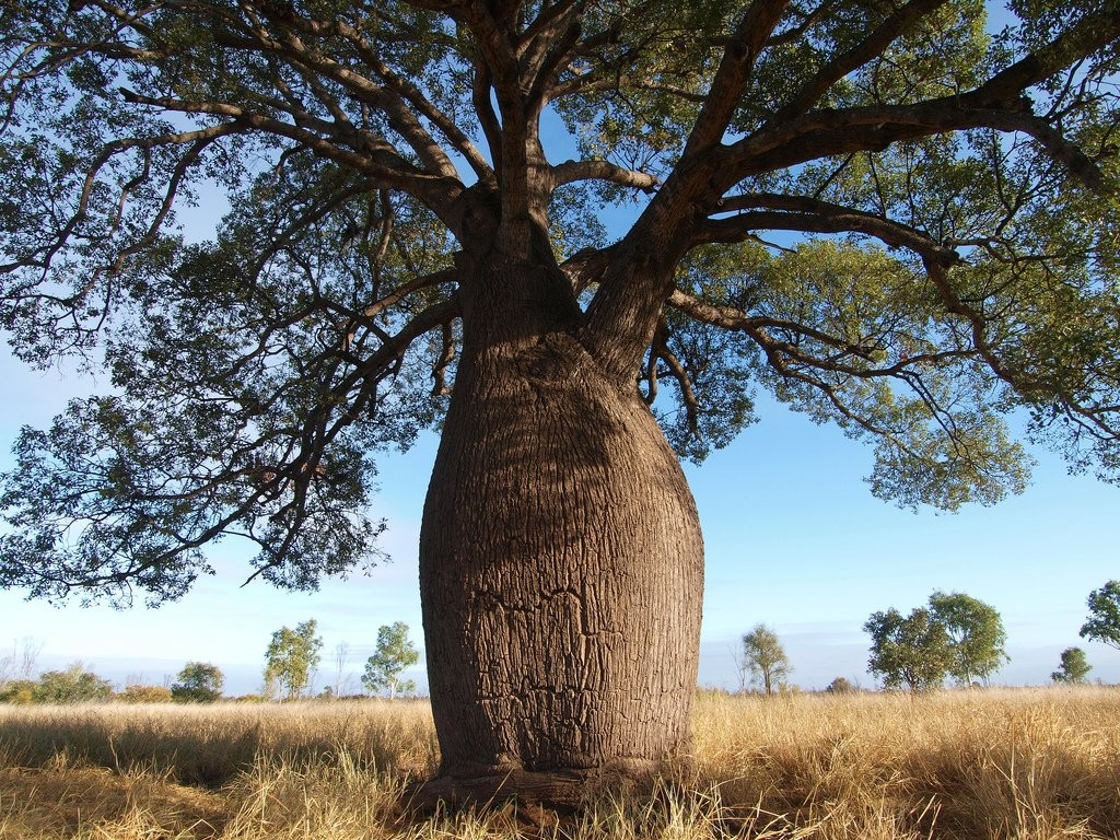 Top 15 Most Strangely Shaped Trees in the World