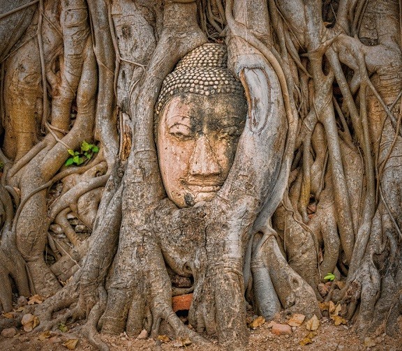 Top 15 Most Strangely Shaped Trees in the World