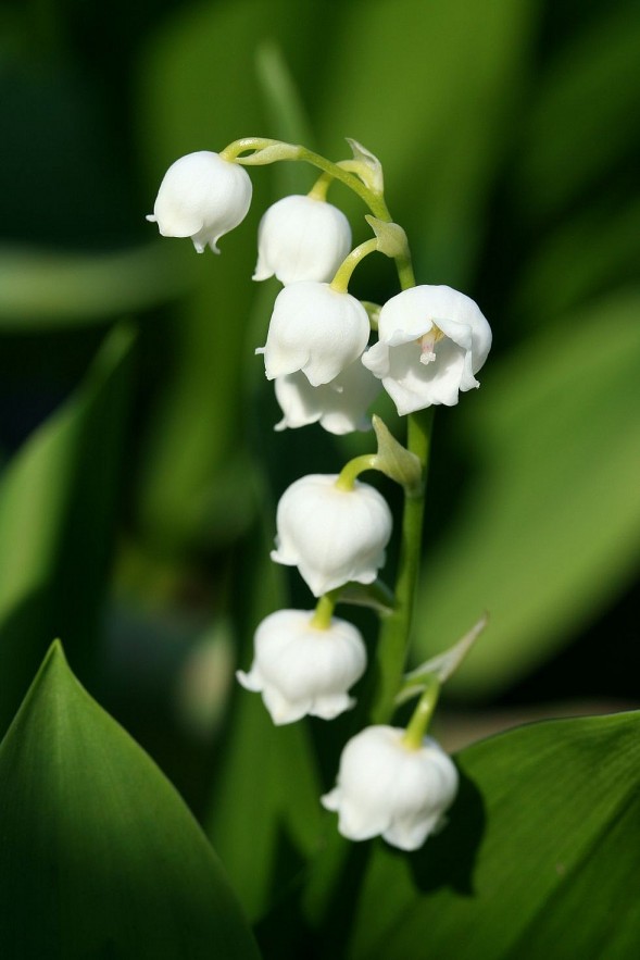 Some fascinating facts about Lily of the Valley you shouldn't know